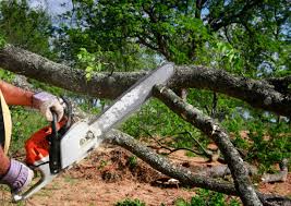 Tree and Shrub Care in New Carrollton, MD